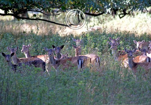 Group of Fallow Deer DM1597